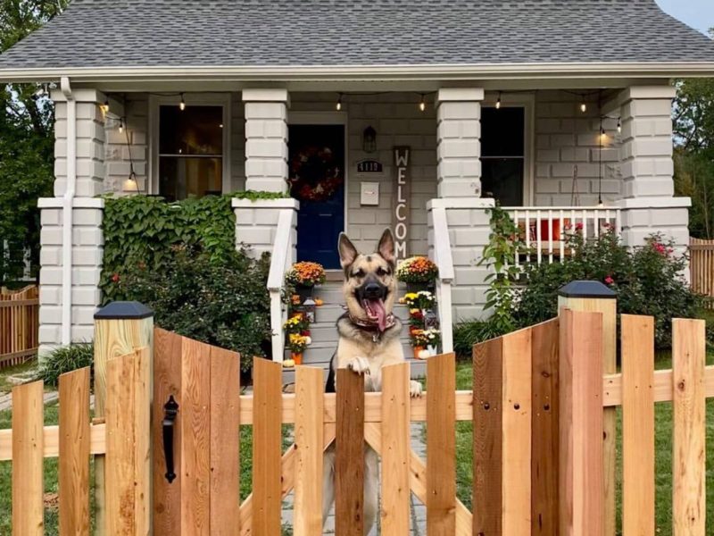 A Large Dog Behind Wooden fence installed by fence and deck connection