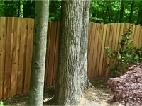 <b>Arch top (convex) all cedar board & batten fence 8' tall</b>