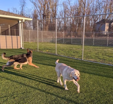 Chain Link Dog Kennel Fencing in Gambrills, MD