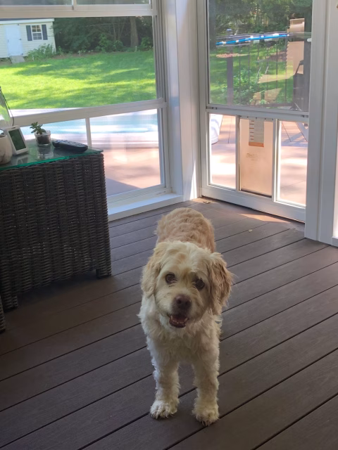 screened porch interior with dog