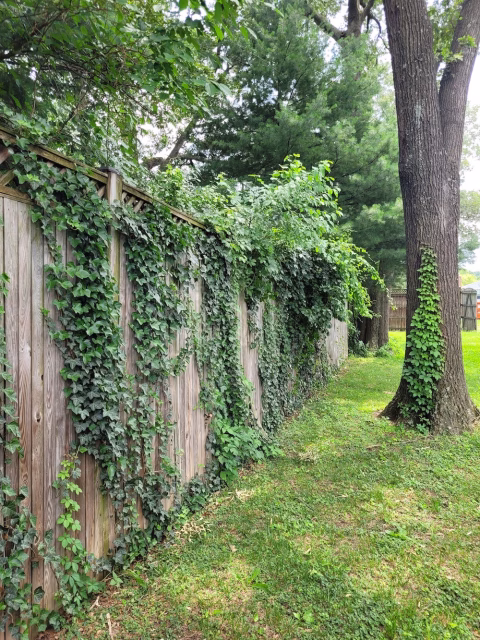 previous old wood that needed to be replaced with overgrown foliage