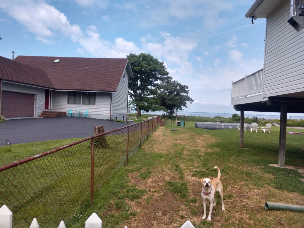 old chain link fence with dog in the yard