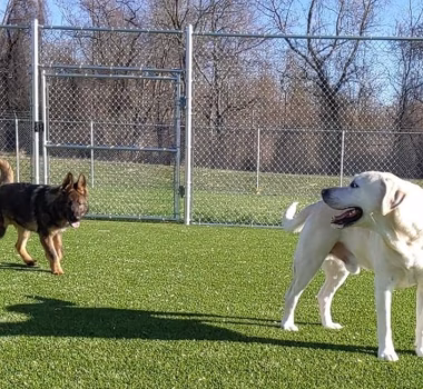Chain link dog kennel fencing in Gambrills MD