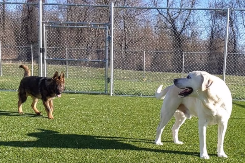 Chain link dog kennel fencing in Gambrills MD