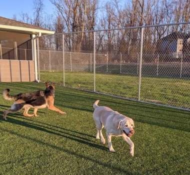 Chain link dog park fencing in Gambrills MD